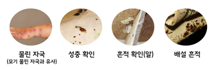 빈대 퇴치 방법