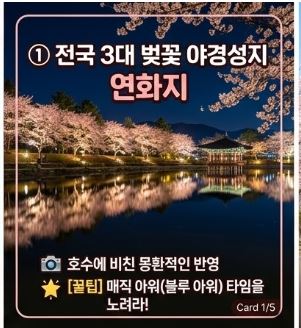 김천 벚꽃
