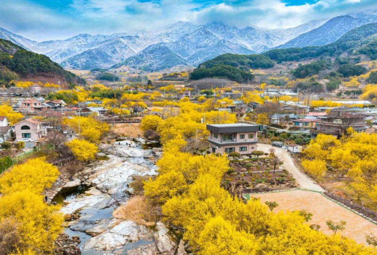 구례 산수유마을