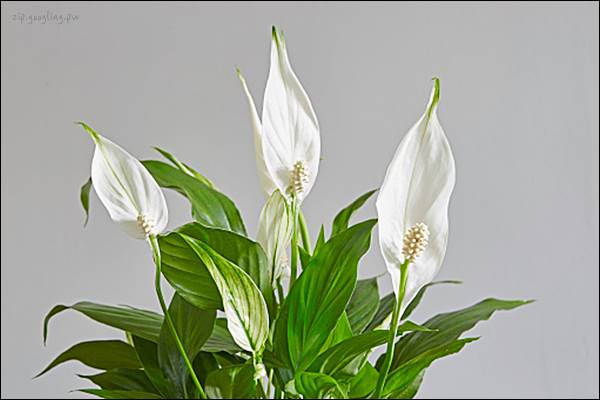 꽃이-핀-스파티필름