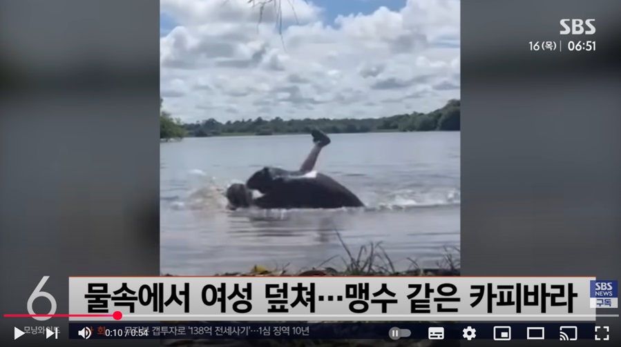 카피바라의 의외의 공격성