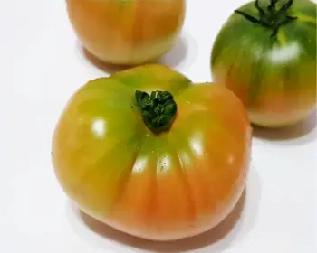 대저토마토축제_18