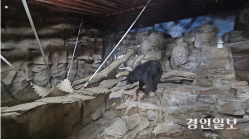 실내동물원에서 정형 행동을 보이고 있는 반달가슴곰