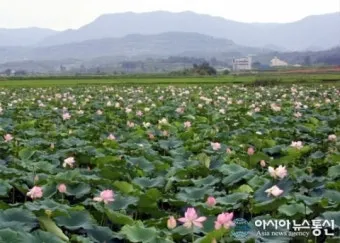 연근 재배 연못 재배 물 수위 관리 비료 주기_5
