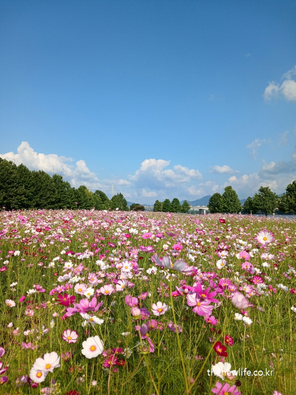 구리 한강시민공원 일반 코스모스 길 &ndash; 푸른 하늘 아래 끝없이 펼쳐진 분홍빛 꽃길