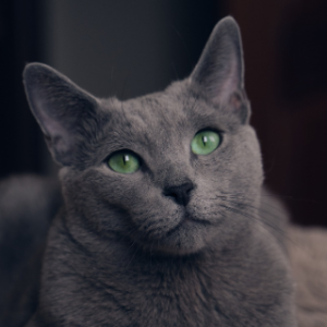 고양이-품종-17가지-종류-완벽-총정리