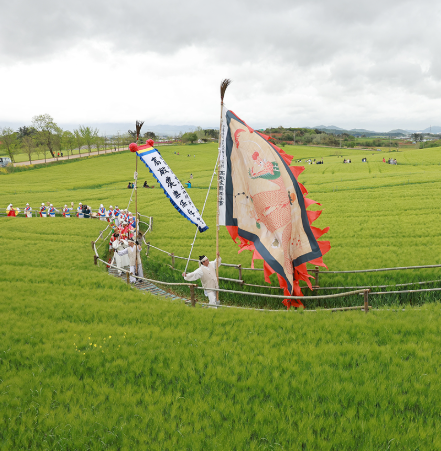 고창 청보리밭 실시간 개화 상황