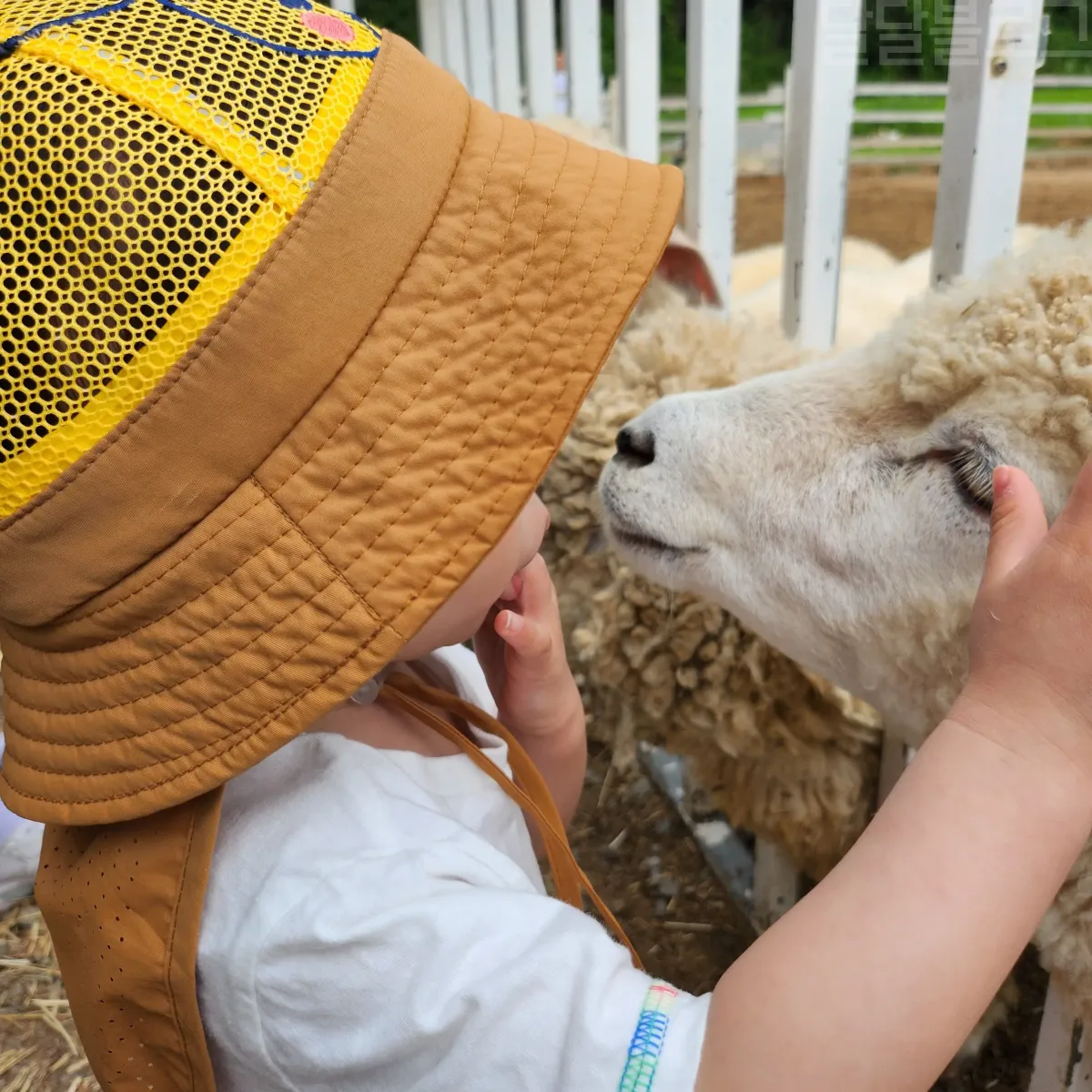 가평-양떼목장-아기-양-만지기