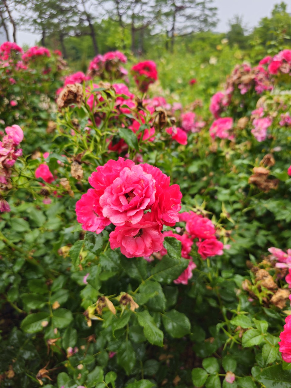 유럽의 장애인 이동권 보장 사례