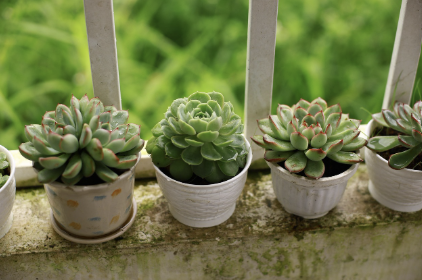 식물 초보가 키우기 쉬운 다육식물 종류 🌵 (실패 없이 시작하는 초록 취미)