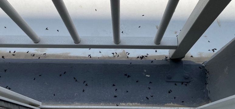 러브버그 퇴치법,러브버그 출몰 시기,러브버그 수명,러브버그 알,러브버그 익충,러브버그 방제