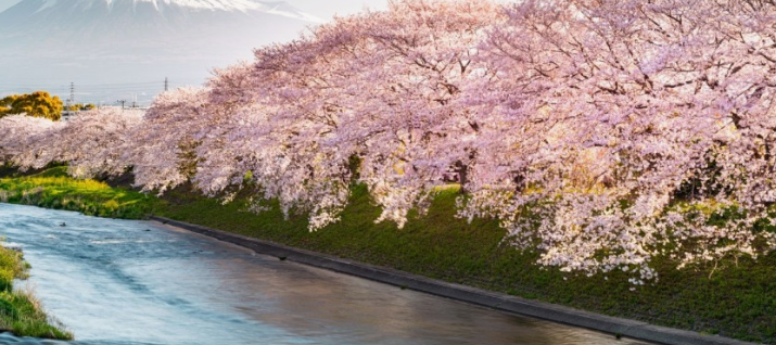 일본벚꽃명소
