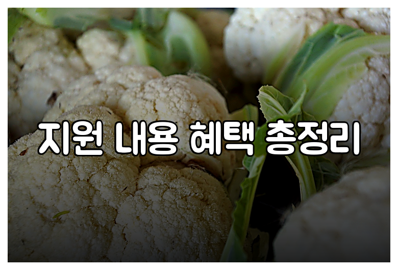 지원 내용 혜택 총정리