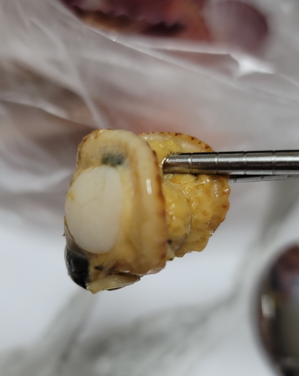 맛있는 홍가리비