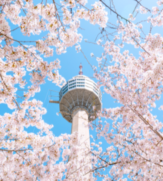 이월드벚꽃로드