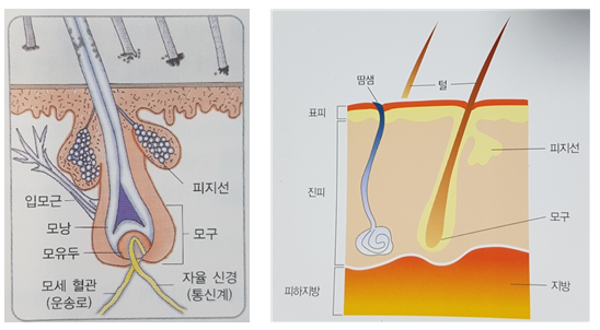 피부 부속기관