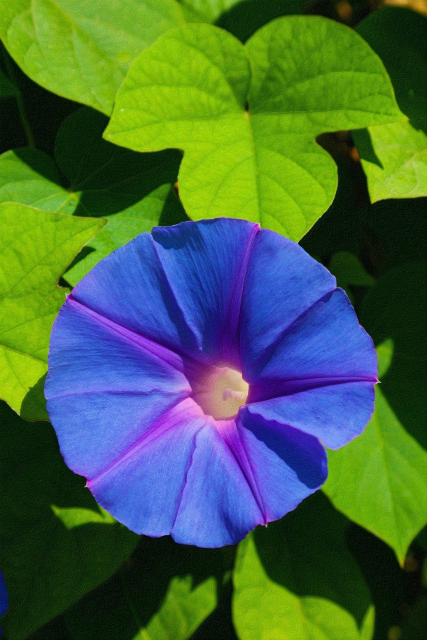 나팔꽃 이야기 - 꽃말&amp;#44; 특징&amp;#44; 이름 유래&amp;#44; 재배 방법