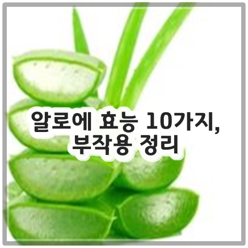알로에 효능 10가지, 부작용 정리
