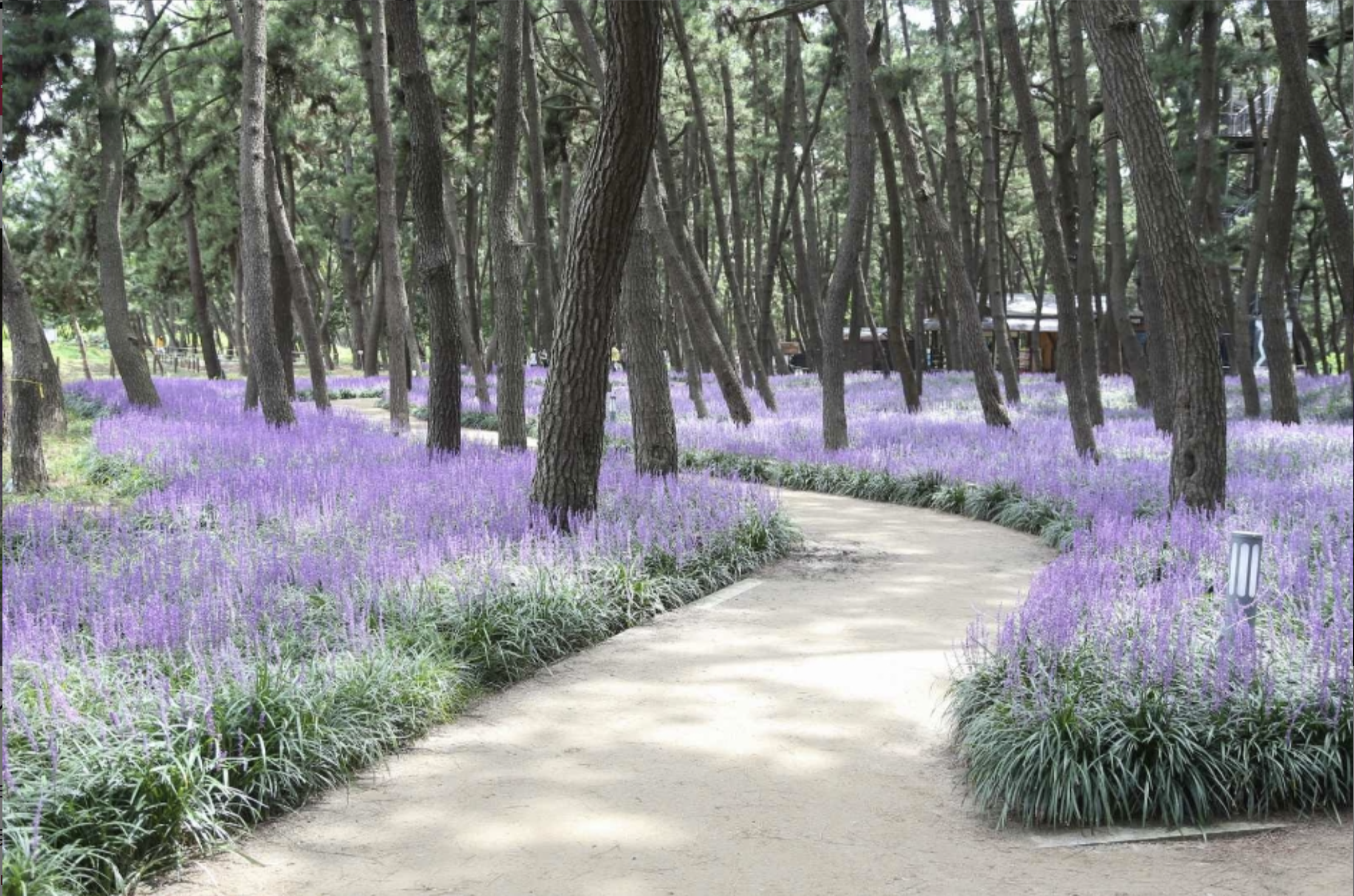 장항 맥문동 꽃 축제