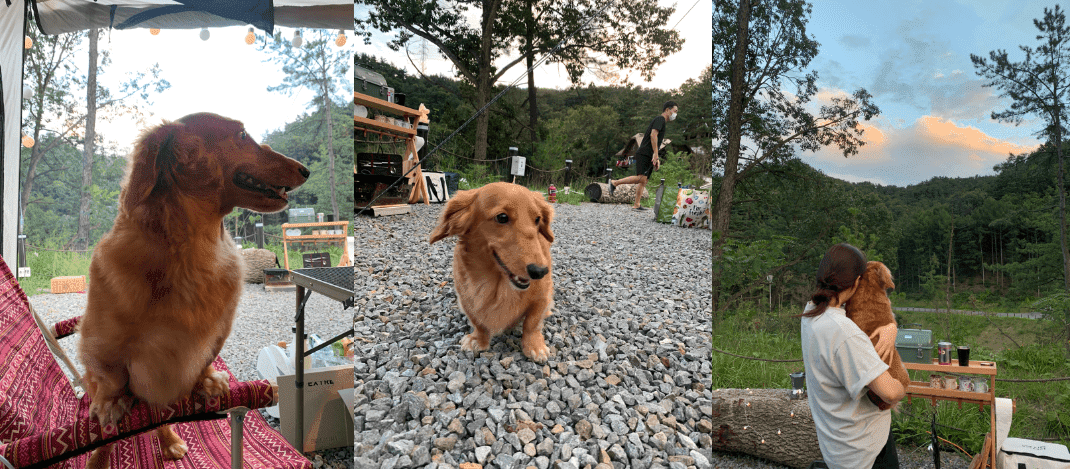 애견(견우)_와이프