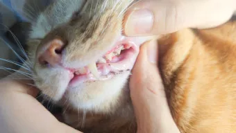 고양이치주염 증상 진단 치료 및 예방법_11