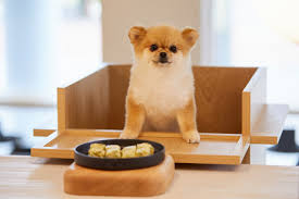 반려동물 건강 관리 팁