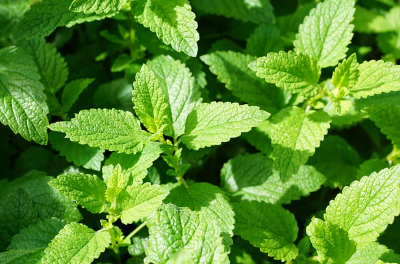 멘톨 향이 집중력을 높인다고? 학생과 직장인을 위한 향기 사용법