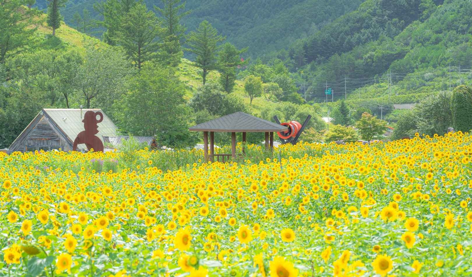 해바라기축제