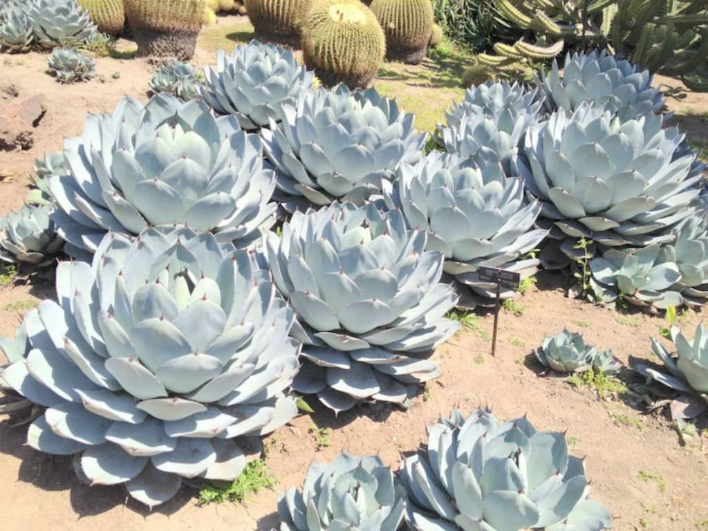 용설란 패리(Agave parryi)