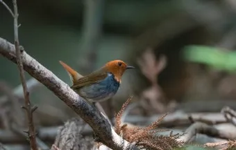 붉은가슴울새 영국 겨울 새 특징 매력 이미지_19