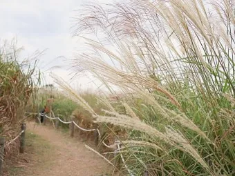 서울 억새축제 2025 일정위치 총정리로 안내_21