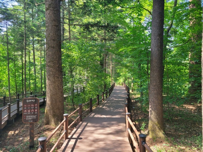 광릉숲 둘레길의 나무 데크길 풍경｜푸르른 숲속을 따라 이어지는 힐링 트레킹 코스