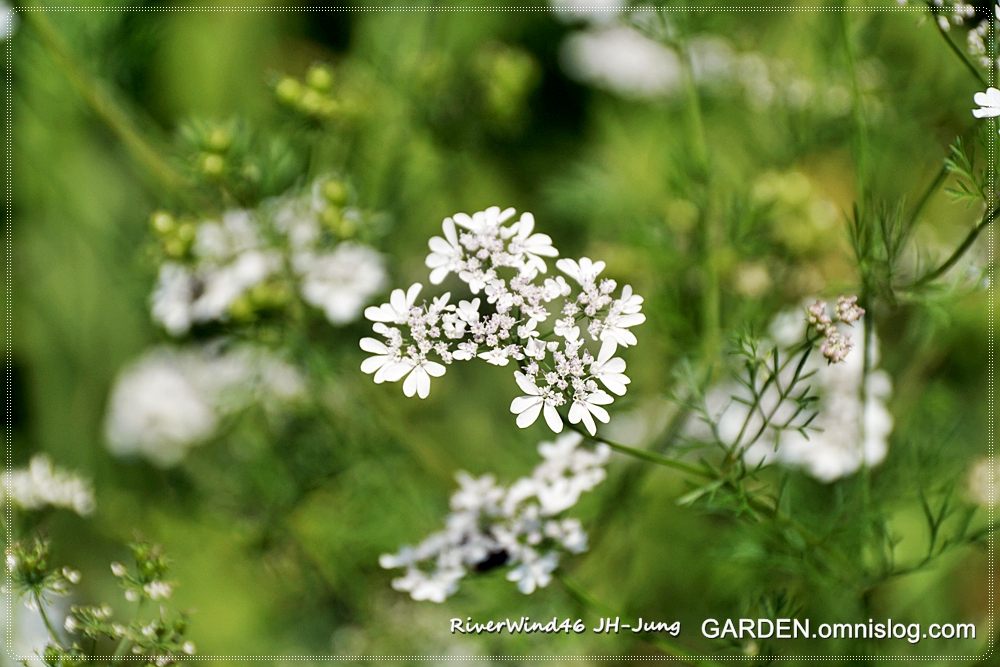 고수(Coriander)