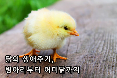 닭의 생애주기, 병아리부터 어미닭까지 완벽 정리