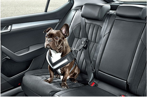 차량에서 편안하게 이동하는 강아지 모습