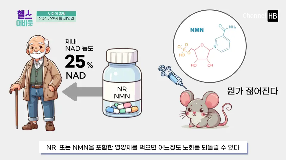 NMN효능