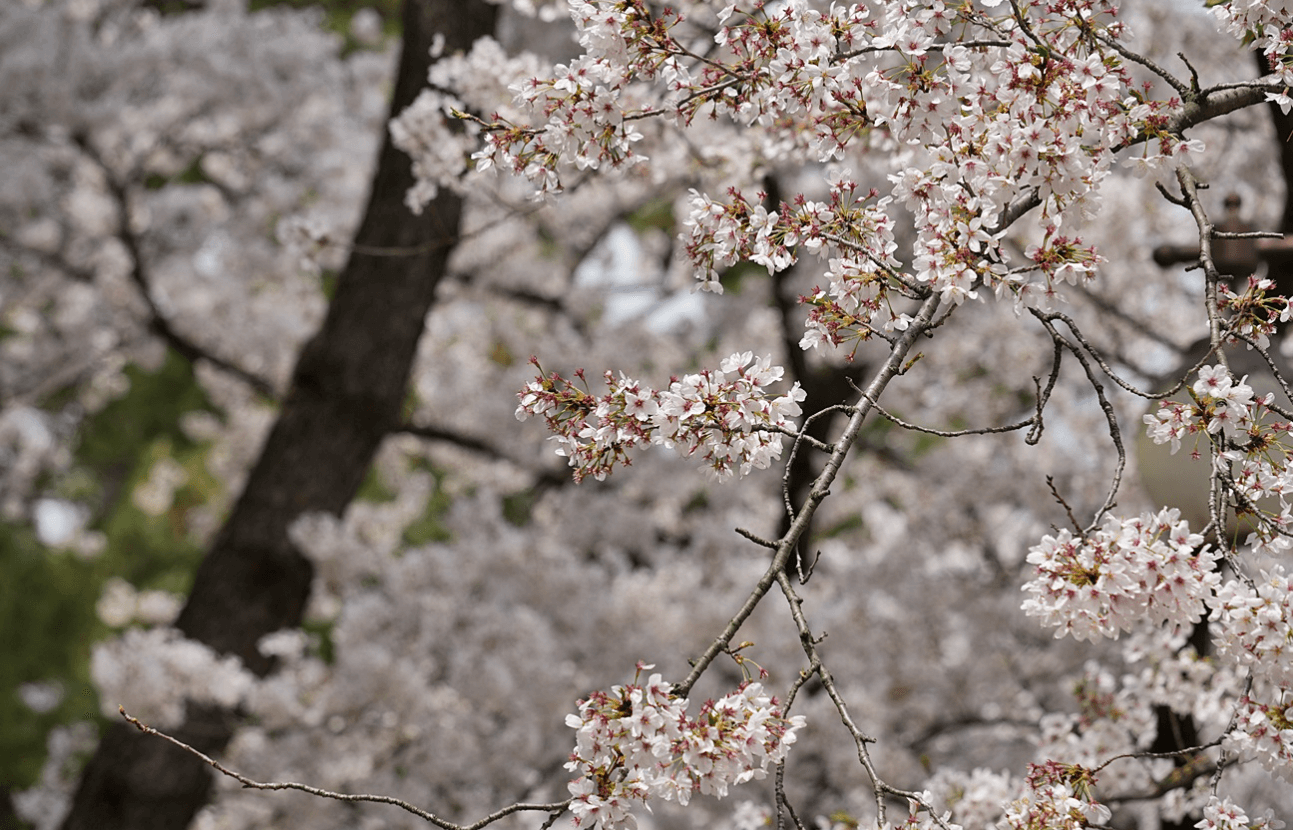 경주 벚꽃 개화시기