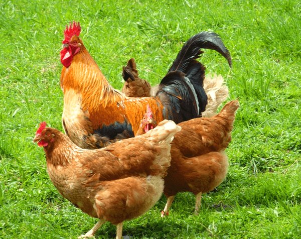 풀밭에 닭들이 있다. 수탉과 암탉 세 마리다. 모두 갈색 털을 가졌다.