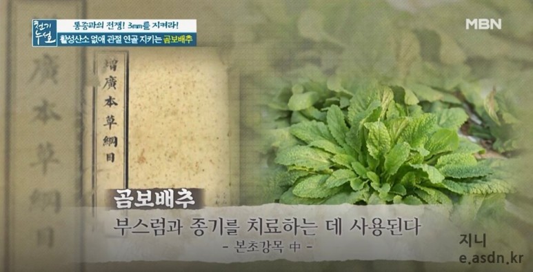곰보배추 효능 9가지와 8가지 치료법 총정리