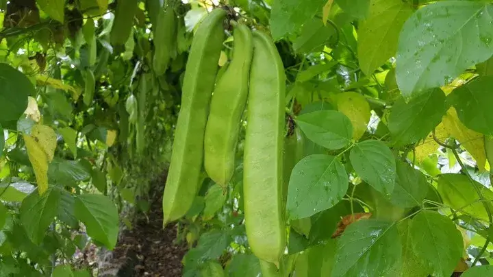 작두콩차 효능, 부작용, 궁합이 좋은 음식, 섭취방법