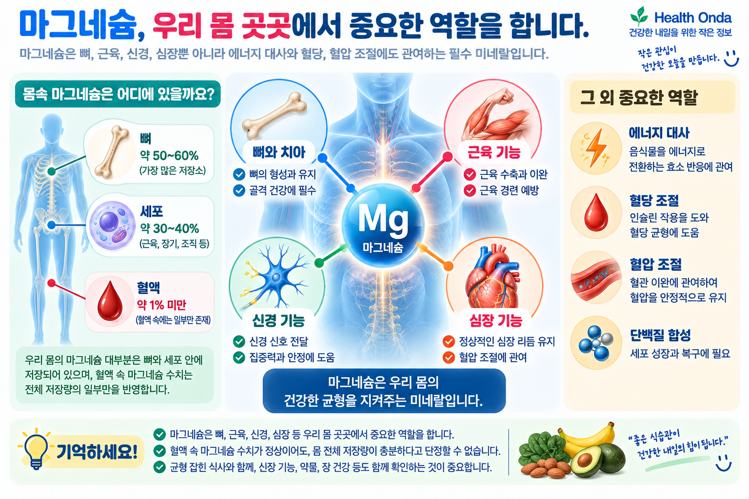 혈중 마그네슘과 뼈·세포 저장량의 차이를 설명하는 그림