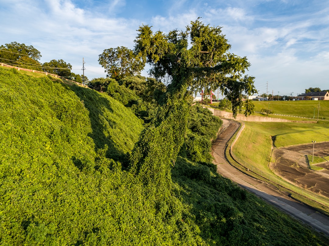 Kudzu