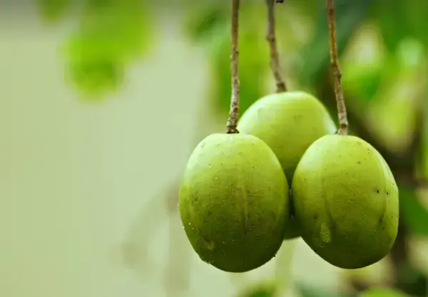 매실, 효능 메실청 담그는법 매실장아찌담그는법 가격 시세