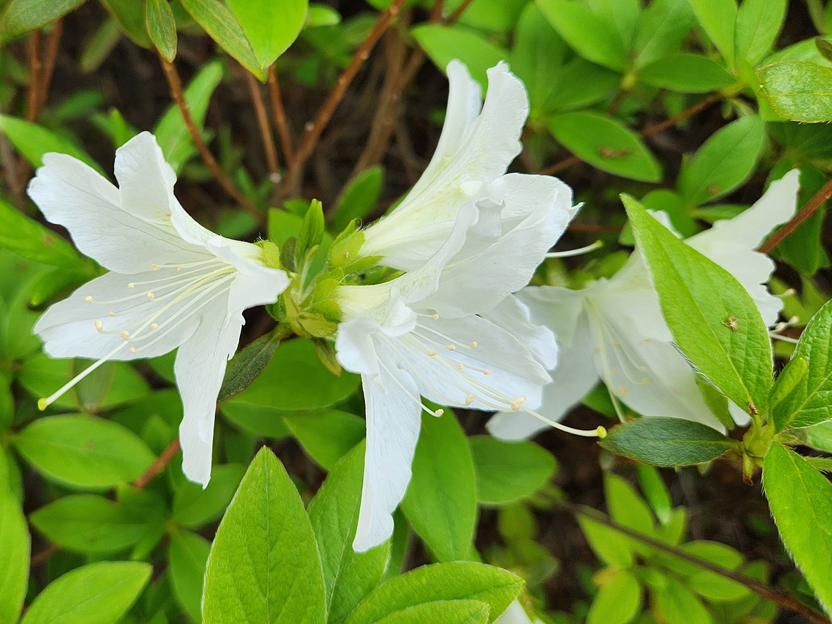 흰산철쭉