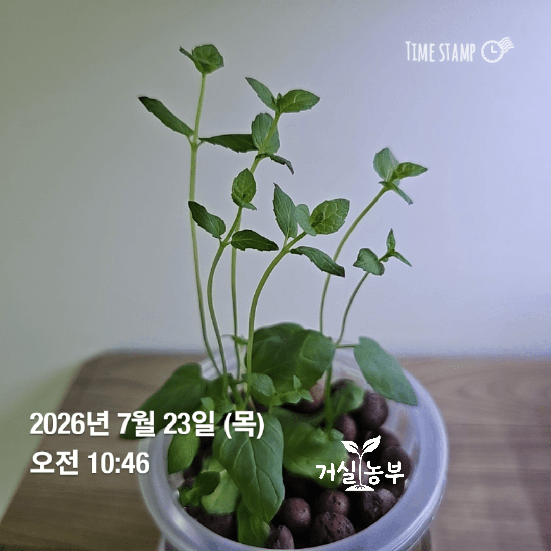 2026년 7월 23일 순지르기 전 길게 자란 페퍼민트 모습