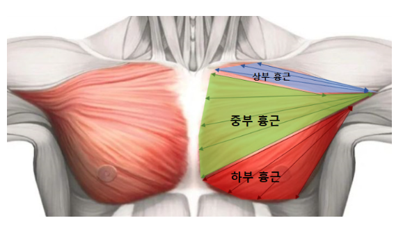 가슴 운동 완전 정리