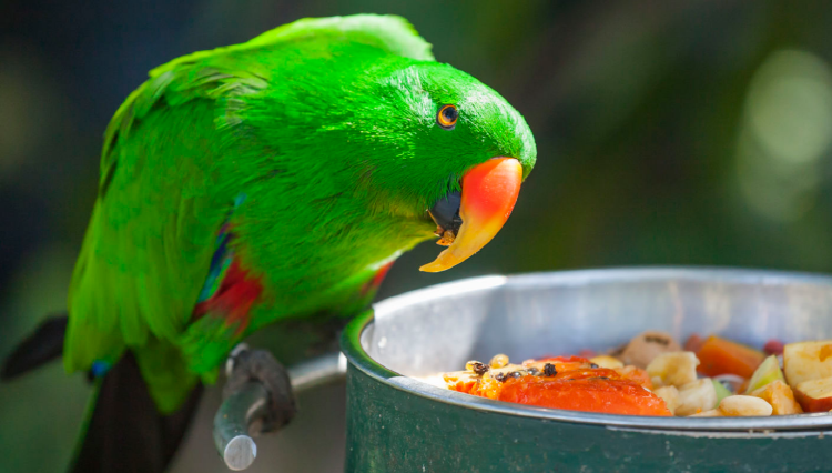 아침고요 동물원