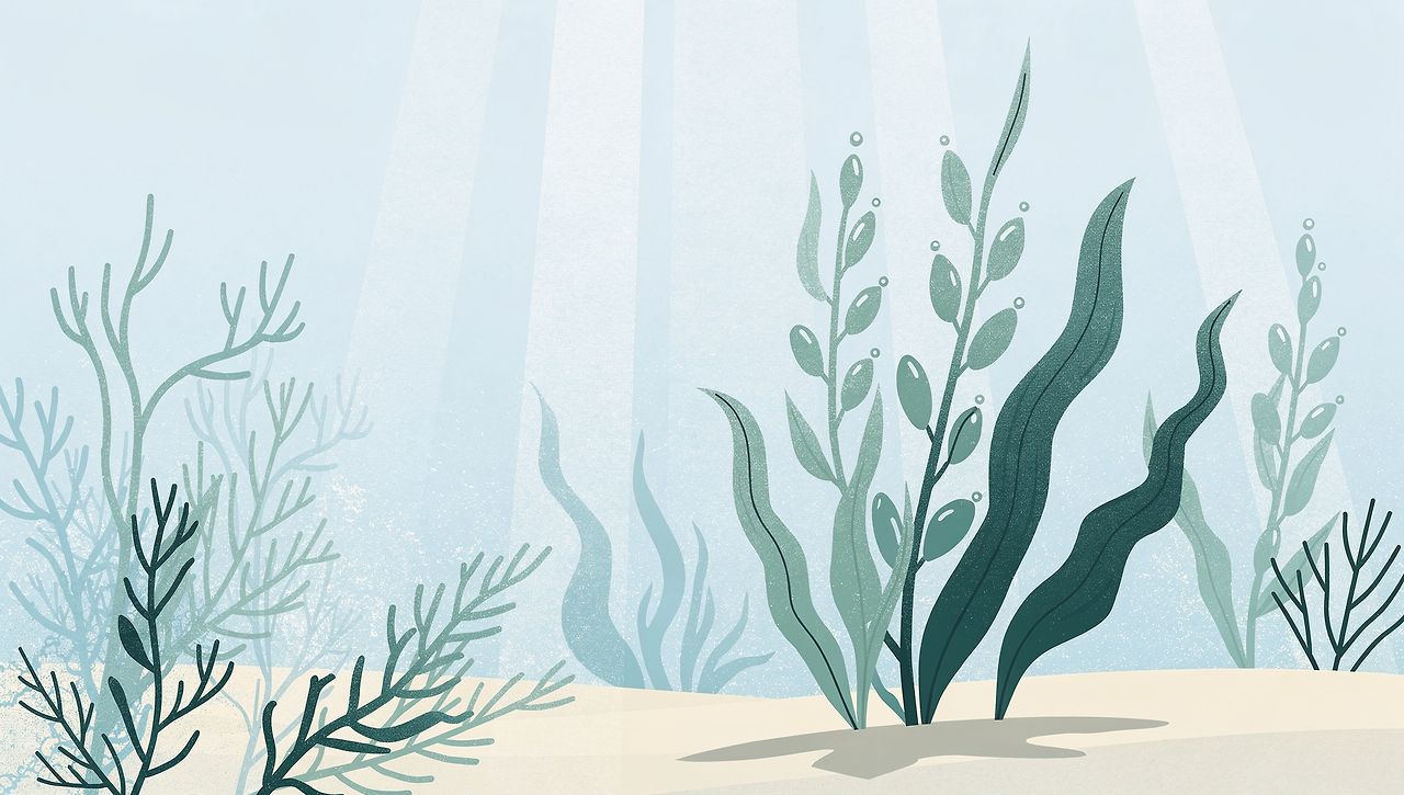 후코이단-효능-가격-종류-효과-제품-추천