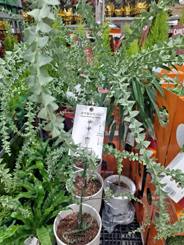 코스트코 화분 코너