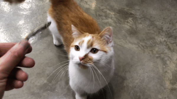 고양이간식추천